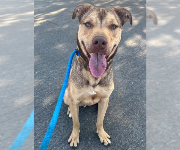 Medium Photo #1 Mutt Puppy For Sale in Camarillo, CA, USA