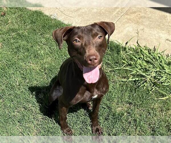 Medium Photo #3 Labrador Retriever-Unknown Mix Puppy For Sale in Grand Prairie, TX, USA