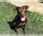 Small #2 Labrador Retriever Mix