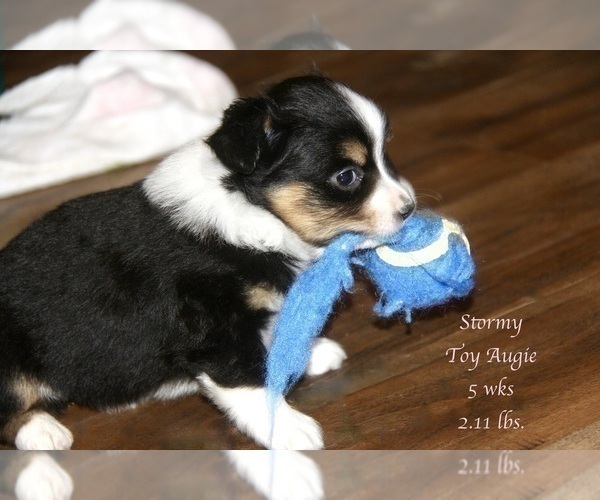 Medium Photo #20 Aussie-Corgi Puppy For Sale in LIND, WA, USA