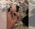 Small Photo #7 Boston Terrier Puppy For Sale in BROOMFIELD, CO, USA