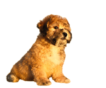 Small #2 Maltipoo-Shih Tzu Mix