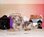 Puppy Ferrari Chihuahua