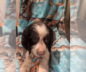 English Springer Spaniel Puppy for sale in BUFFALO, MO, USA