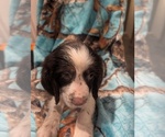 Image preview for Ad Listing. Nickname: Male 2