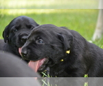 Small Photo #8 Labrador Retriever Puppy For Sale in RICHMOND HILL, GA, USA