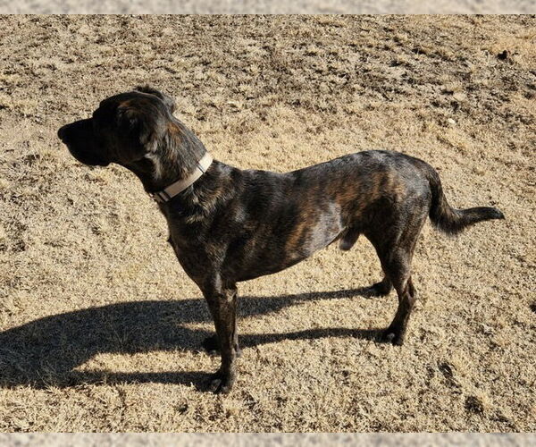 Medium Photo #3 Great Dane-Labrador Retriever Mix Puppy For Sale in Amarillo, TX, USA