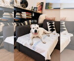 Small #14 American Staffordshire Terrier