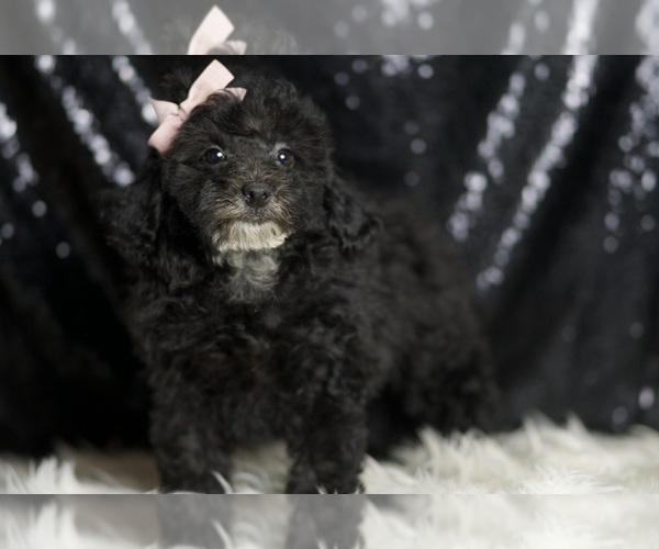 Medium Photo #4 Poodle (Miniature) Puppy For Sale in WARSAW, IN, USA