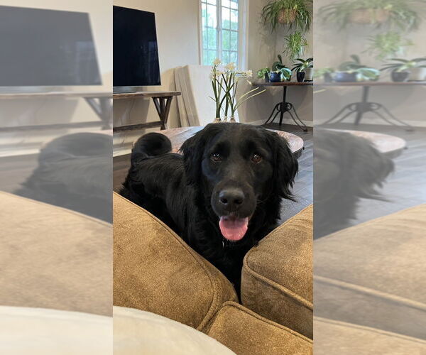 Medium Photo #8 Mutt Puppy For Sale in Dana Point, CA, USA