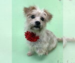 Small #4 Mutt