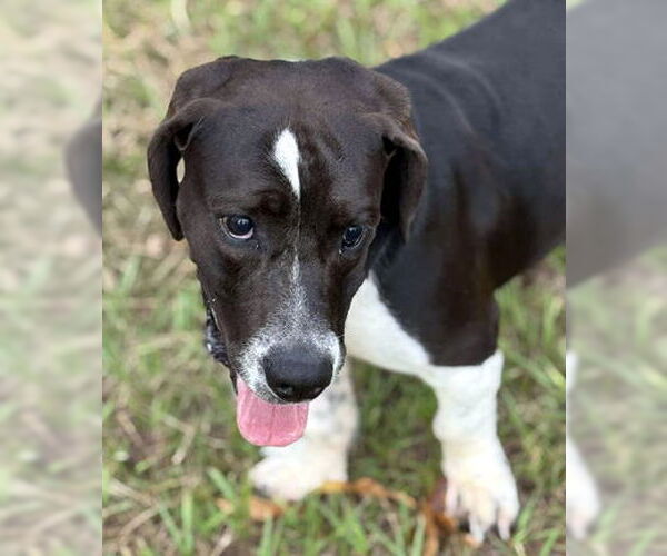 Medium Photo #5 Basset Hound-Unknown Mix Puppy For Sale in Deepwater, NJ, USA