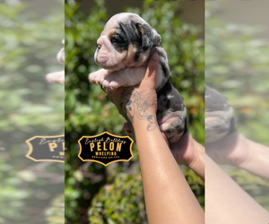 English Bulldog Puppy for sale in HEMET, CA, USA