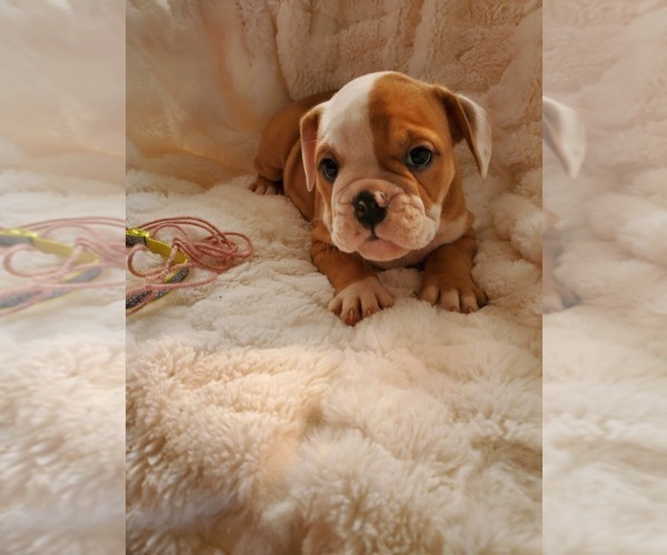 Medium Photo #15 English Bulldog Puppy For Sale in ALBUQUERQUE, NM, USA