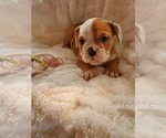 Small Photo #15 English Bulldog Puppy For Sale in ALBUQUERQUE, NM, USA