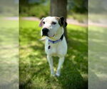 Small #3 American Pit Bull Terrier Mix