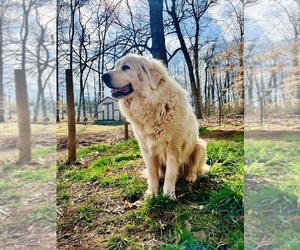 Great Pyrenees Puppy for sale in NEWTON, NC, USA