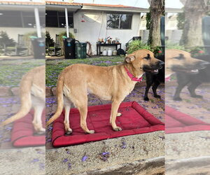 Dustee - Female Black Mouth Cur-Labrador Retriever Mix Dog for Adoption - Photo #12