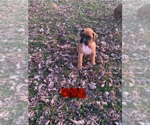 Boxer Puppy for Sale in HILLSBORO, Tennessee USA