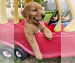 Small Photo #5 Golden Retriever Puppy For Sale in LOUISBURG, NC, USA