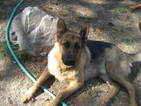 Small Photo #1 German Shepherd Dog Puppy For Sale in ASHLAND, OR, USA