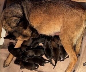 Belgian Malinois Puppy for sale in LABADIE, MO, USA