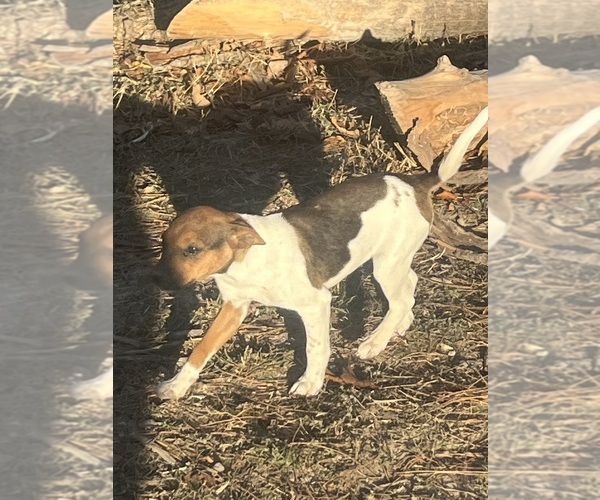 Medium Photo #12 Rat Terrier Puppy For Sale in DORA, MO, USA