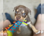Small #2 Australian Kelpie Mix