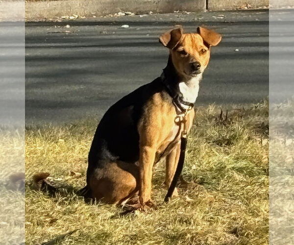 Medium Photo #2 Cheagle Puppy For Sale in Brooklyn Center, MN, USA