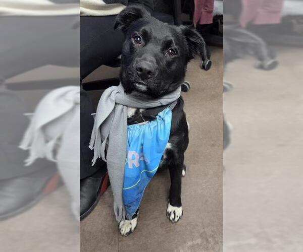 Medium Photo #1 Border Collie-Unknown Mix Puppy For Sale in San Antonio, TX, USA