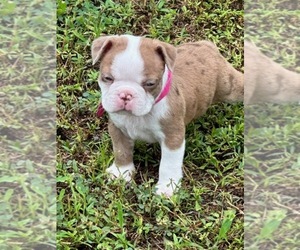 Medium Boston Terrier