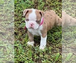 Puppy Princess Boston Terrier