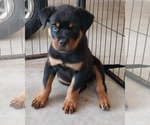Small Photo #1 Rottweiler Puppy For Sale in JAX, FL, USA