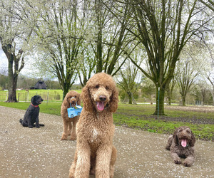 Father of the Poodle (Standard) puppies born on 03/21/2025