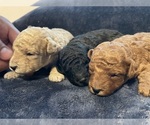 Small #5 Poodle (Toy)