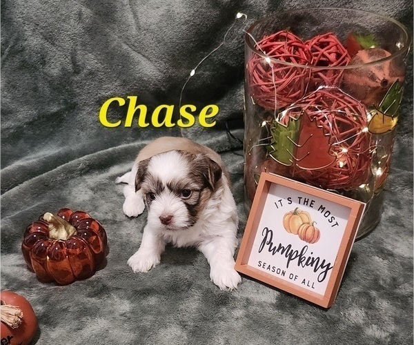 Medium Photo #10 Havanese Puppy For Sale in ALBION, PA, USA