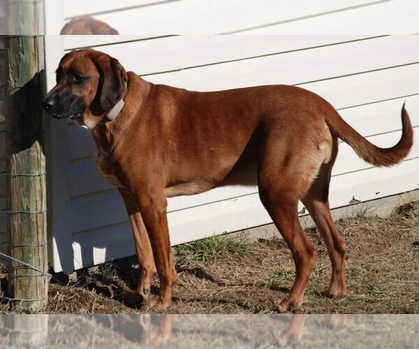 Medium Photo #3 Bloodhound-Unknown Mix Puppy For Sale in Aurora, IN, USA