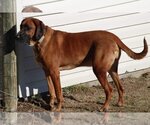 Small Photo #3 Bloodhound-Unknown Mix Puppy For Sale in Aurora, IN, USA