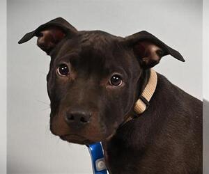 Mutt Dogs for adoption in Fort Collins, CO, USA