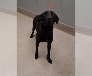 Labrador Retriever-Unknown Mix Dogs for adoption in Las Vegas, NV, USA