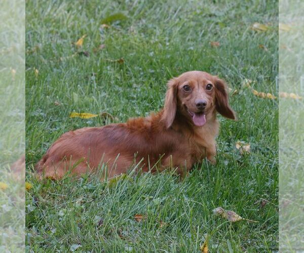 Medium Photo #1 Dachshund Puppy For Sale in HONEY BROOK, PA, USA