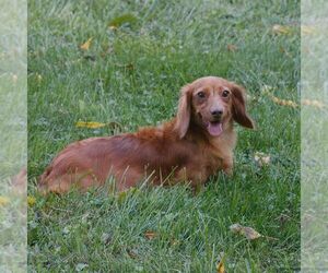 Mother of the Dachshund puppies born on 07/28/2026