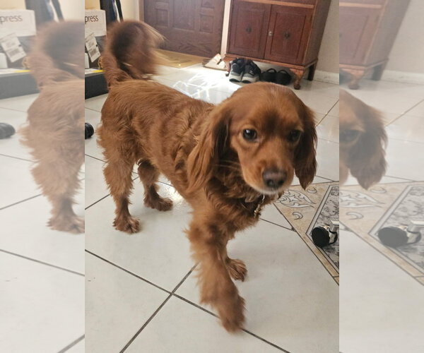 Medium Photo #2 Cockapoo (Miniature) Puppy For Sale in Oakland Park, FL, USA