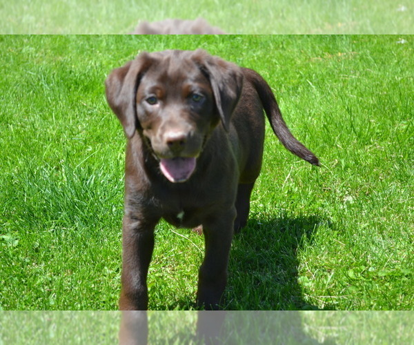 Medium Photo #31 Labrador Retriever Puppy For Sale in GREENWOOD, WI, USA