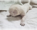 Small #72 Labrador Retriever