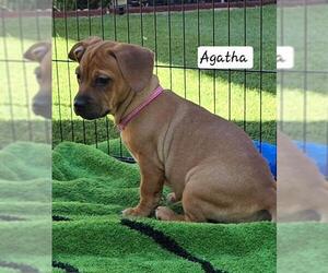 French Bull Weiner Dogs for adoption in Los Angeles, CA, USA