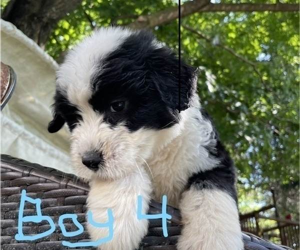 Medium Photo #7 Aussiedoodle Puppy For Sale in MIDDLETOWN, OH, USA