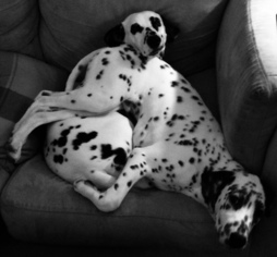 Dalmatian Puppy for sale in JACKSONVILLE, NC, USA