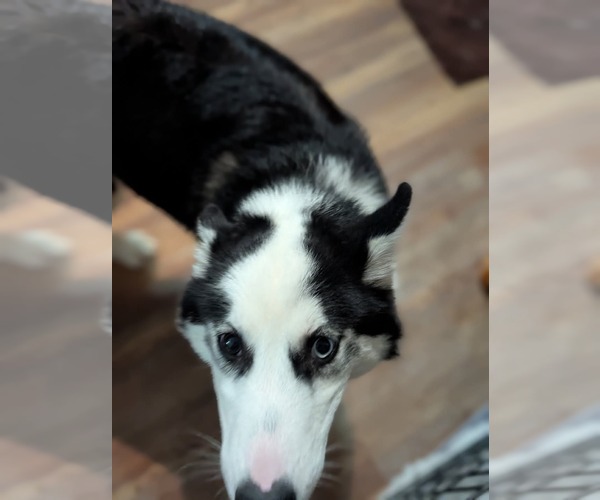 Medium Photo #10 Siberian Husky Puppy For Sale in Holly Springs, NC, USA