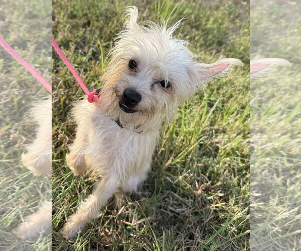 Medium Photo #2 Mutt Puppy For Sale in Sanford, FL, USA